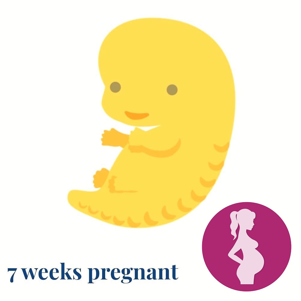 7 weeks A new month, and a new milestone.I am continually in awe by the creation of life and …